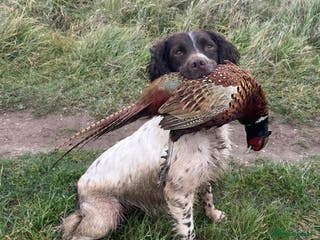 English Springer Spaniel dogs KC Reg, Health tested & Proven Working ESS - Advert 4