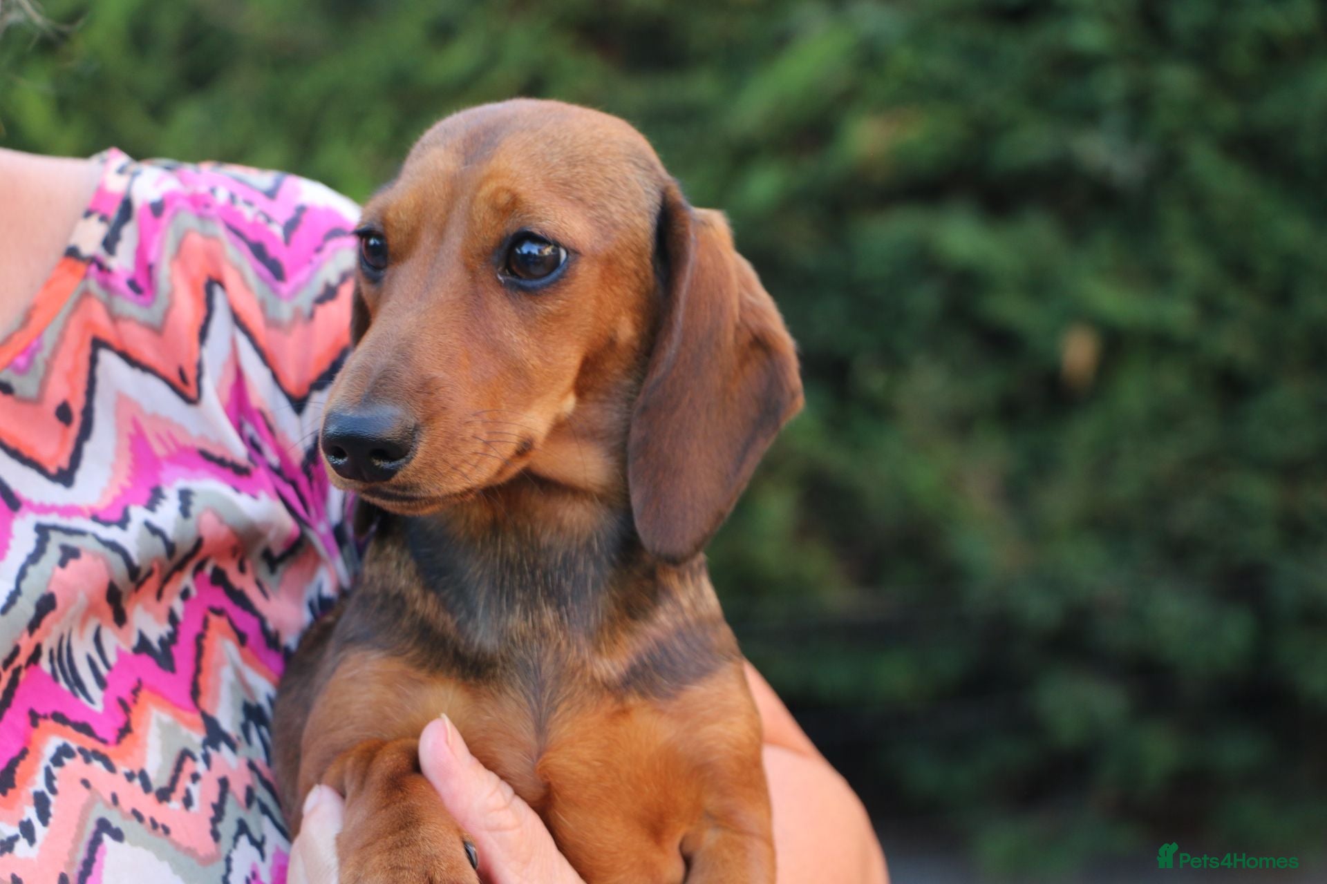 Dachshund dogs TWO PUPPIES LEFT- KC REG AND MICROCHIPPED - Advert 9