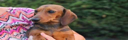 Dachshund dogs for sale: TWO PUPPIES LEFT- KC REG AND MICROCHIPPED in Southport - Advert 1