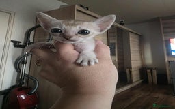 Singapura cats for sale: Stunning Singapura kittens  - Image 22