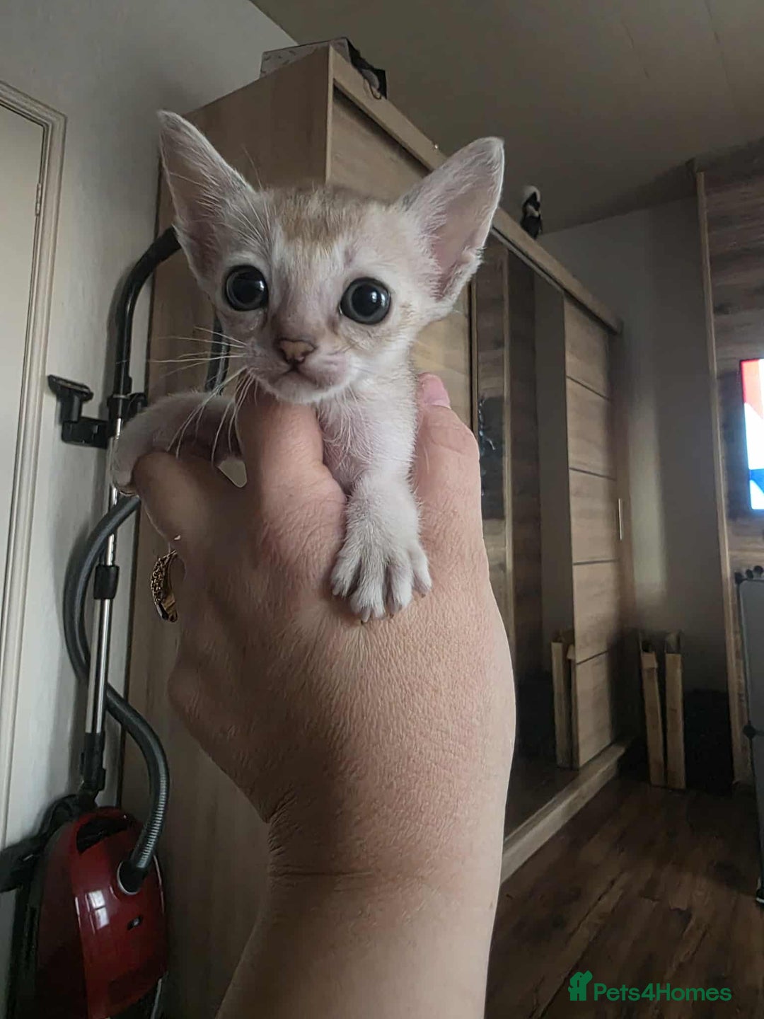 Singapura cats for sale: Stunning Singapura kittens  - Image 22