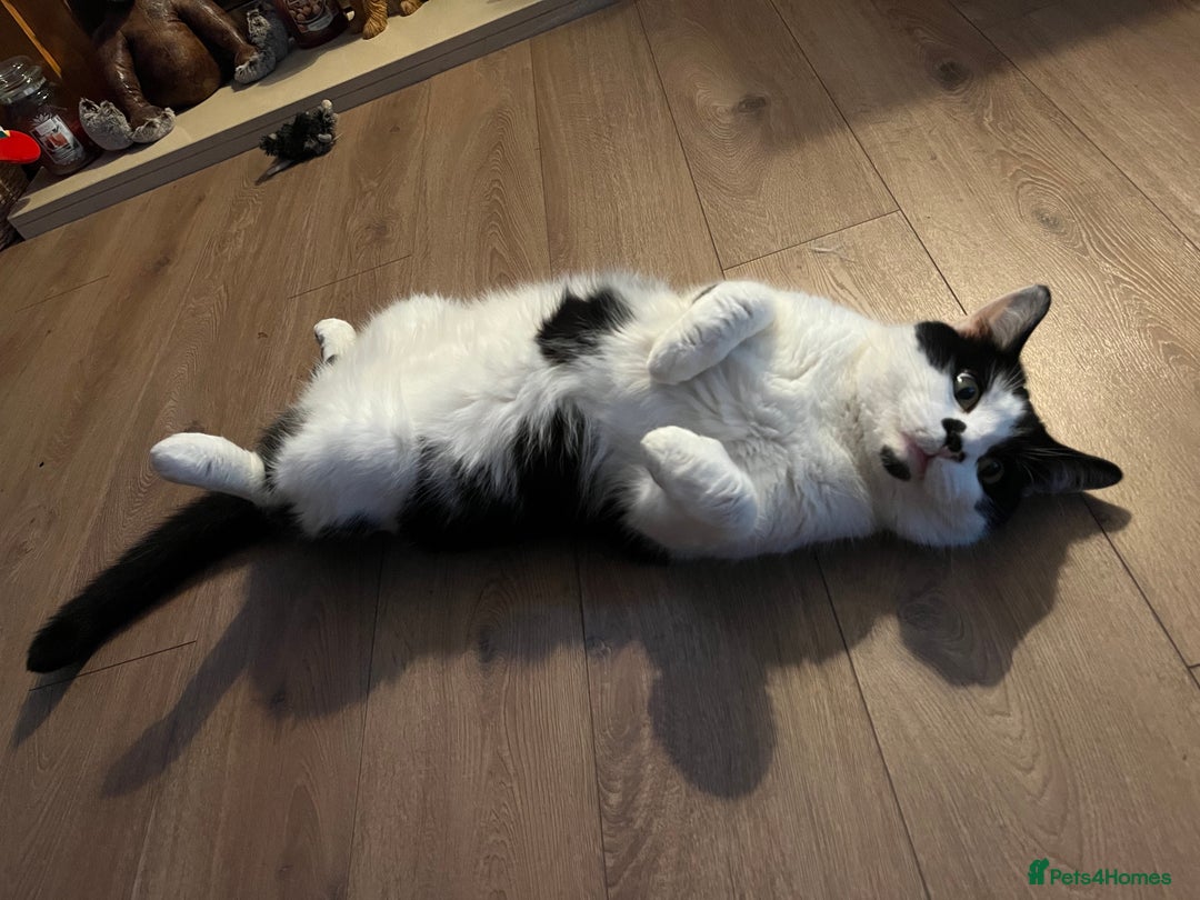 Mixed Breed cats for sale: Mixed breed 5yr male cat - Advert 2