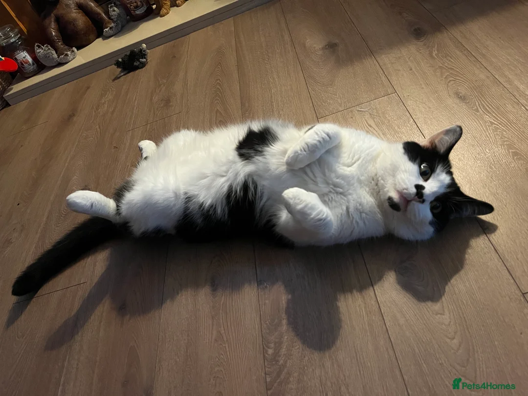 Mixed Breed cats for sale: Mixed breed 5yr male cat - Advert 2