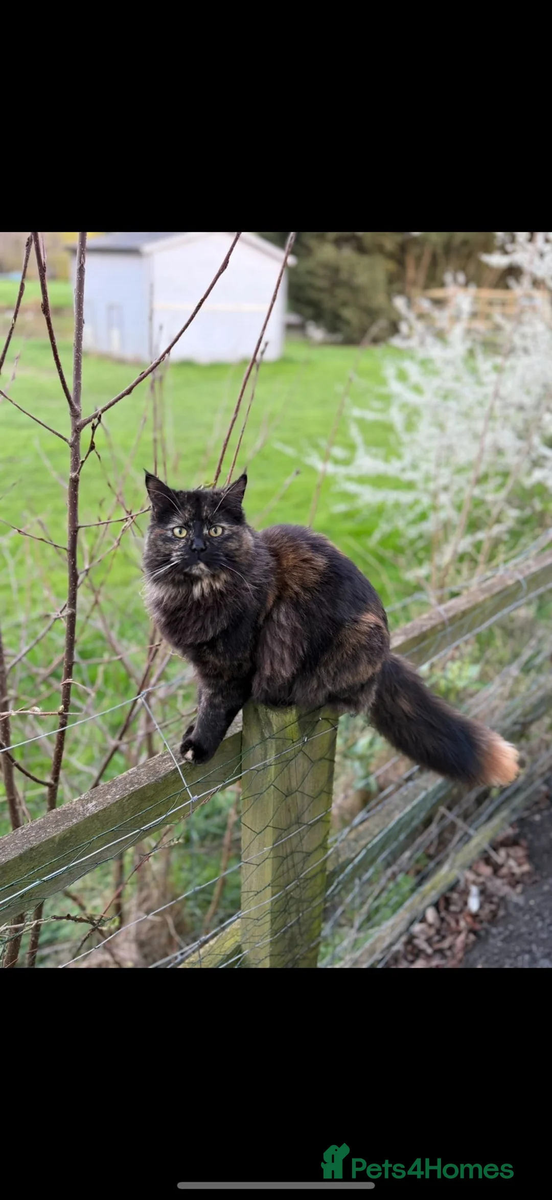 Ragdoll cats for sale: Ragdoll × Maine Coon Kittens for Sale flame point - Advert 2