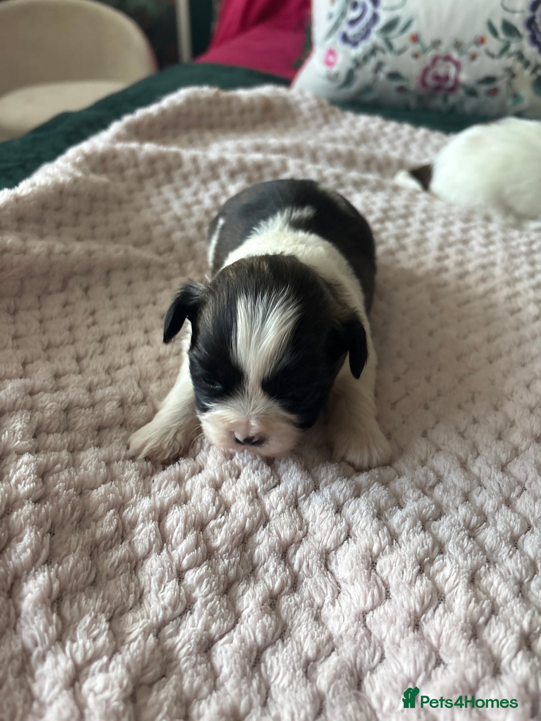 Shih Tzu dogs for sale: Shih tzu puppies from sale  - Advert 8
