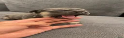 French Bulldog dogs for sale: Adorable French Bulldog Puppies Lilac & Tan 3 LEFT - Advert 7
