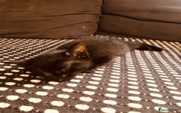 Mixed Breed cats for sale: Kittens  - Image 20