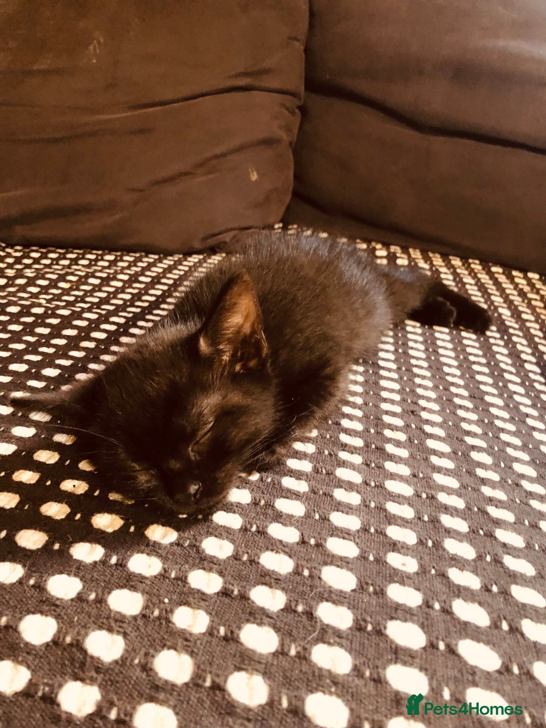 Mixed Breed cats for sale: Kittens  - Image 20