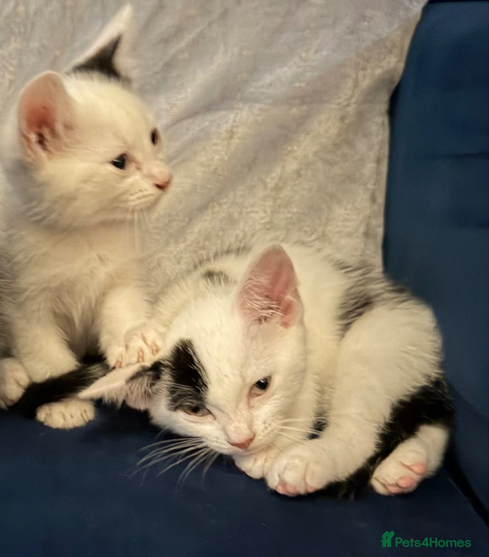 Mixed Breed cats Two last remaining kittens - Advert 1