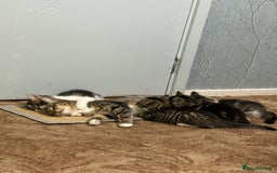 Mixed Breed cats for sale: 🐾 Free Kittens Looking for Loving Homes 🐾 - Image 14