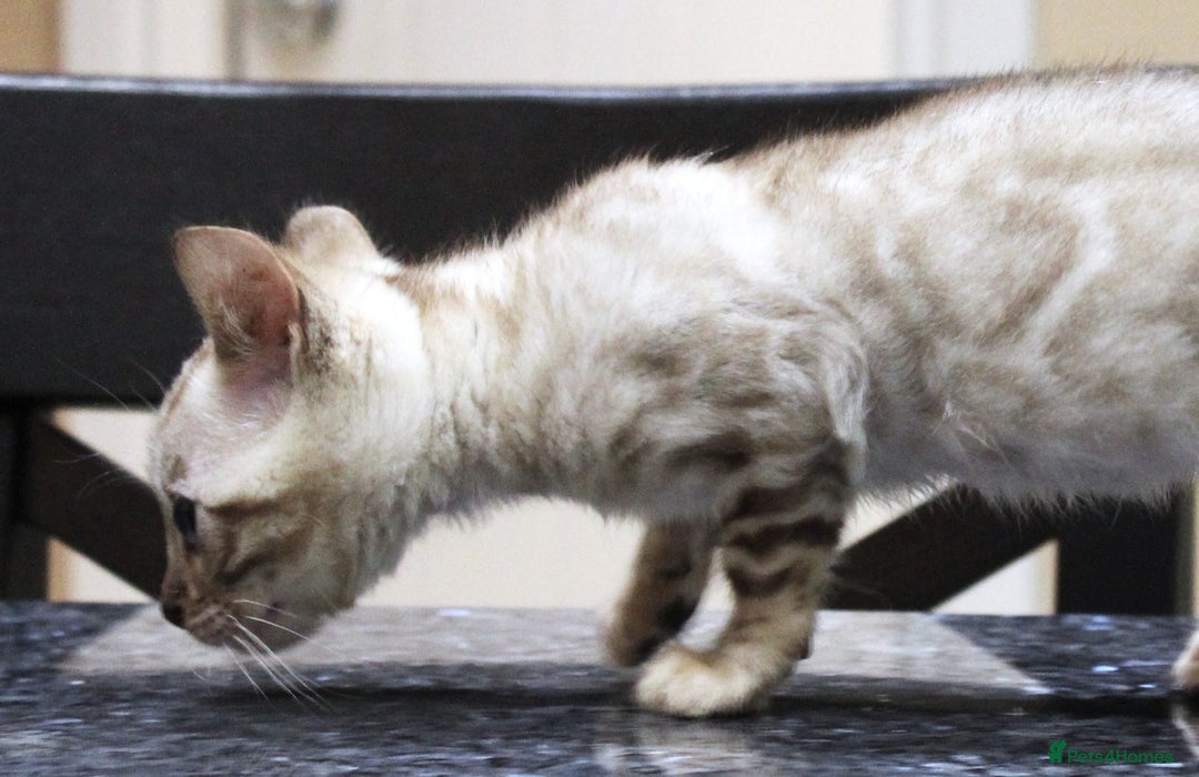 Bengal cats for sale: CUTE SNOW LYNX (BLUE-EYED) MALE BENGAL KITTEN - Image 8