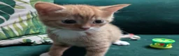 Mixed Breed cats for sale: Gorgeous ginger kittens for sale - Advert 15
