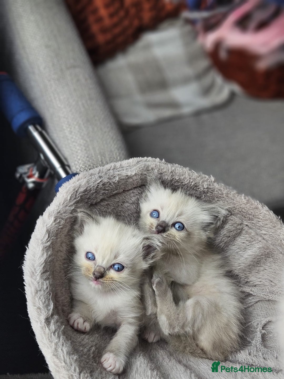 Ragdoll cats for sale: Blue mitted ragdoll kittens  - Image 8