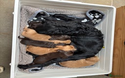 Sprocker dogs for sale: Beautiful, Loveable Spaniels For Sale - Image 1