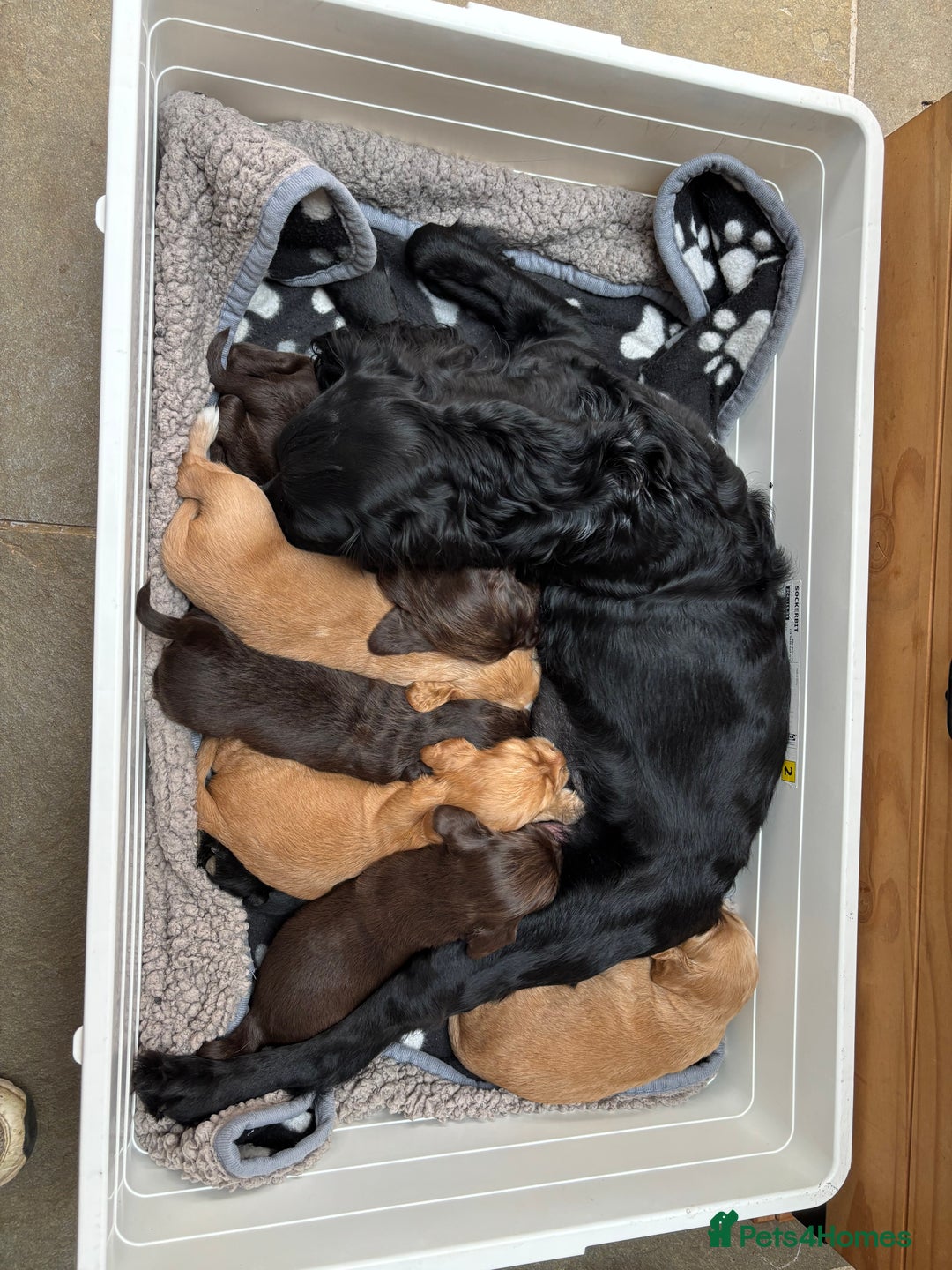 Sprocker dogs for sale: Beautiful, Loveable Spaniels For Sale - Image 1