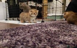 British Shorthair cats for sale: Beautiful golden shaded/ticked kittens - Image 3