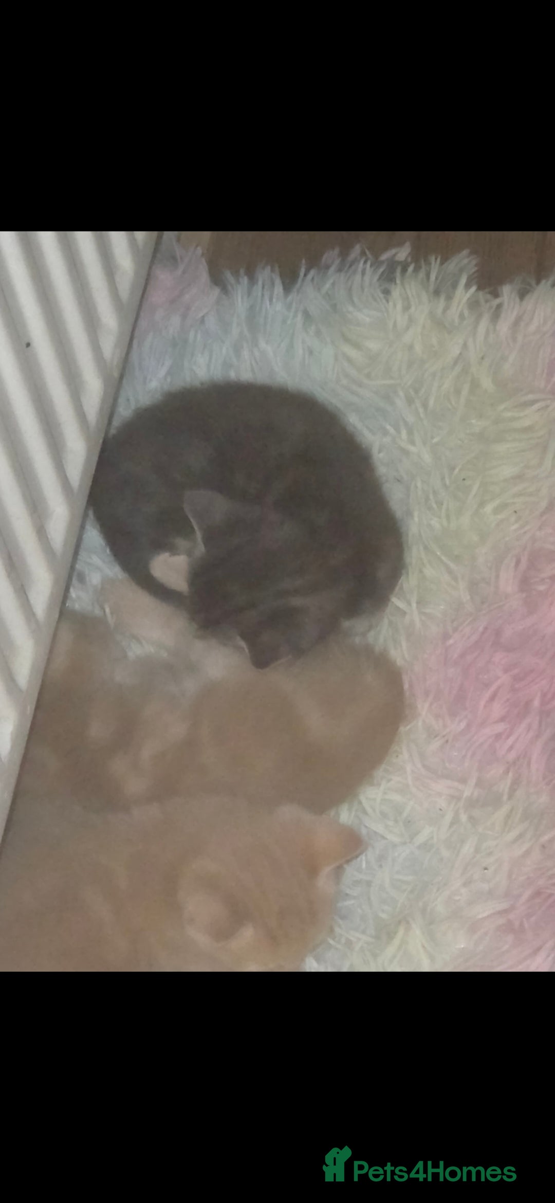 Mixed Breed cats for sale: Kittens ready ready ad - Advert 4