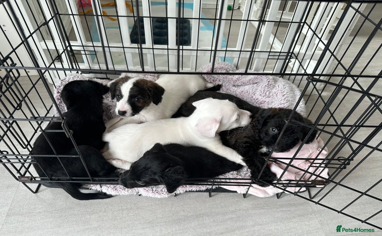 Mixed Breed dogs - Advert 8