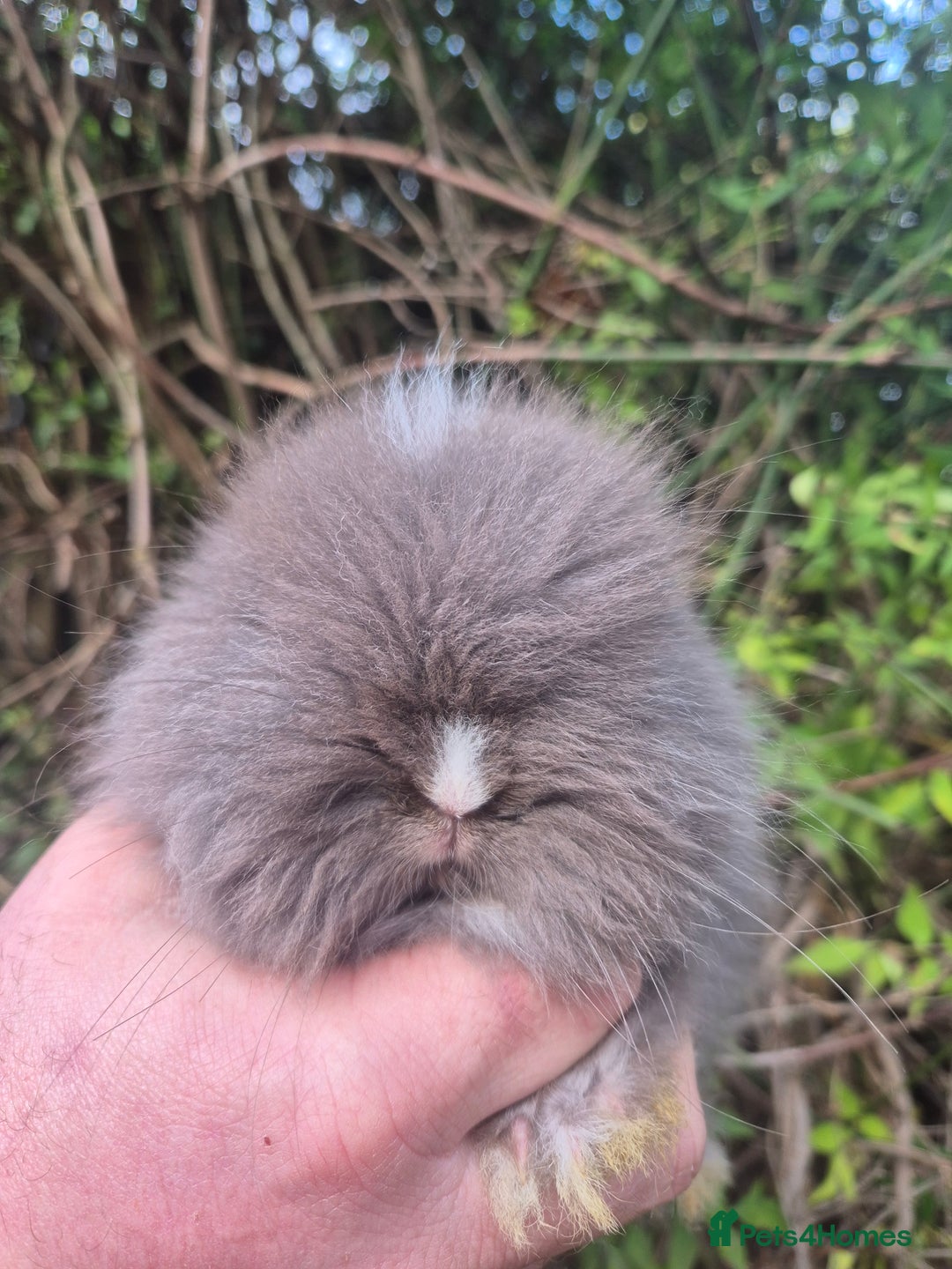 Angora rabbits for sale: 💙🩷 beautiful Teddydwerg babies-parents imported! - Advert 3