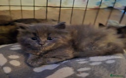 Maine Coon cats for sale: Stunning Maine Coon X  - Image 2