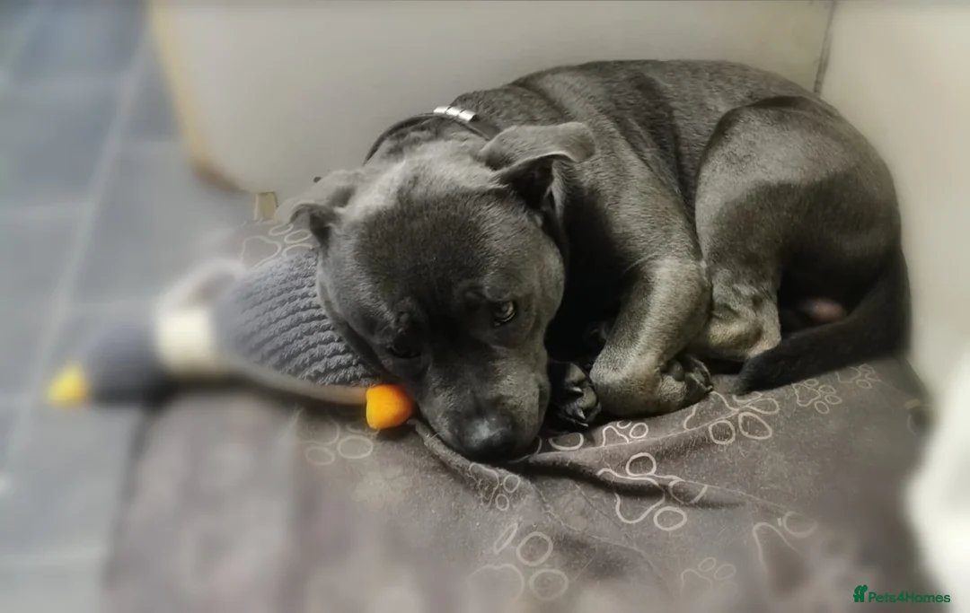 Staffordshire Bull Terrier dogs for stud: PROVEN STUD. ADONIS JUNIOR NOBLESTAFF!!! in Stoke-on-Trent - Advert 4