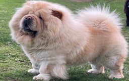 Chow Chow dogs for sale: 🧸🧸Beautiful litter of chow chow puppies🧸🧸 - Image 10