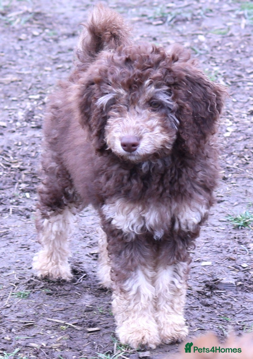 Labradoodle dogs 🐾🌈 Unique PhantomParti & Tuxedo Part trained🐾🌈 - Advert 4