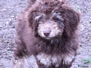 Labradoodle dogs 🐾🌈 Unique PhantomParti & Tuxedo Part trained🐾🌈 - Advert 4