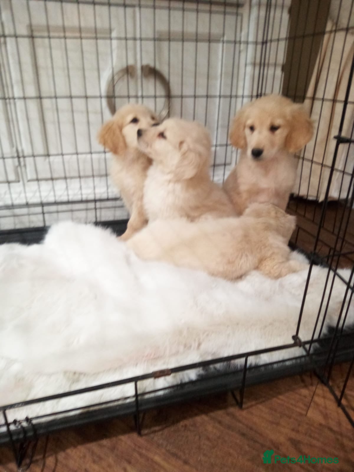 Golden Retriever dogs KC registered golden retrievers for sale  - Advert 4