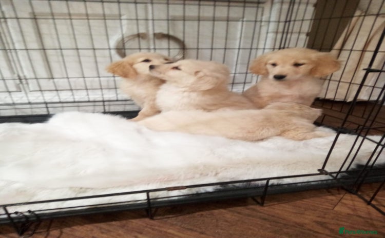 Golden Retriever dogs KC registered golden retrievers for sale  - Advert 9