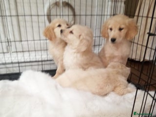 Golden Retriever dogs KC registered golden retrievers for sale - Advert 4