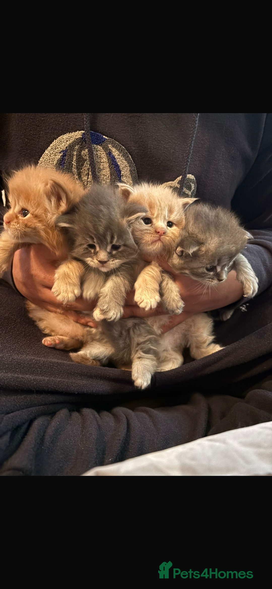 Maine Coon cats for stud: TICA Active Champion male STUD - Advert 14