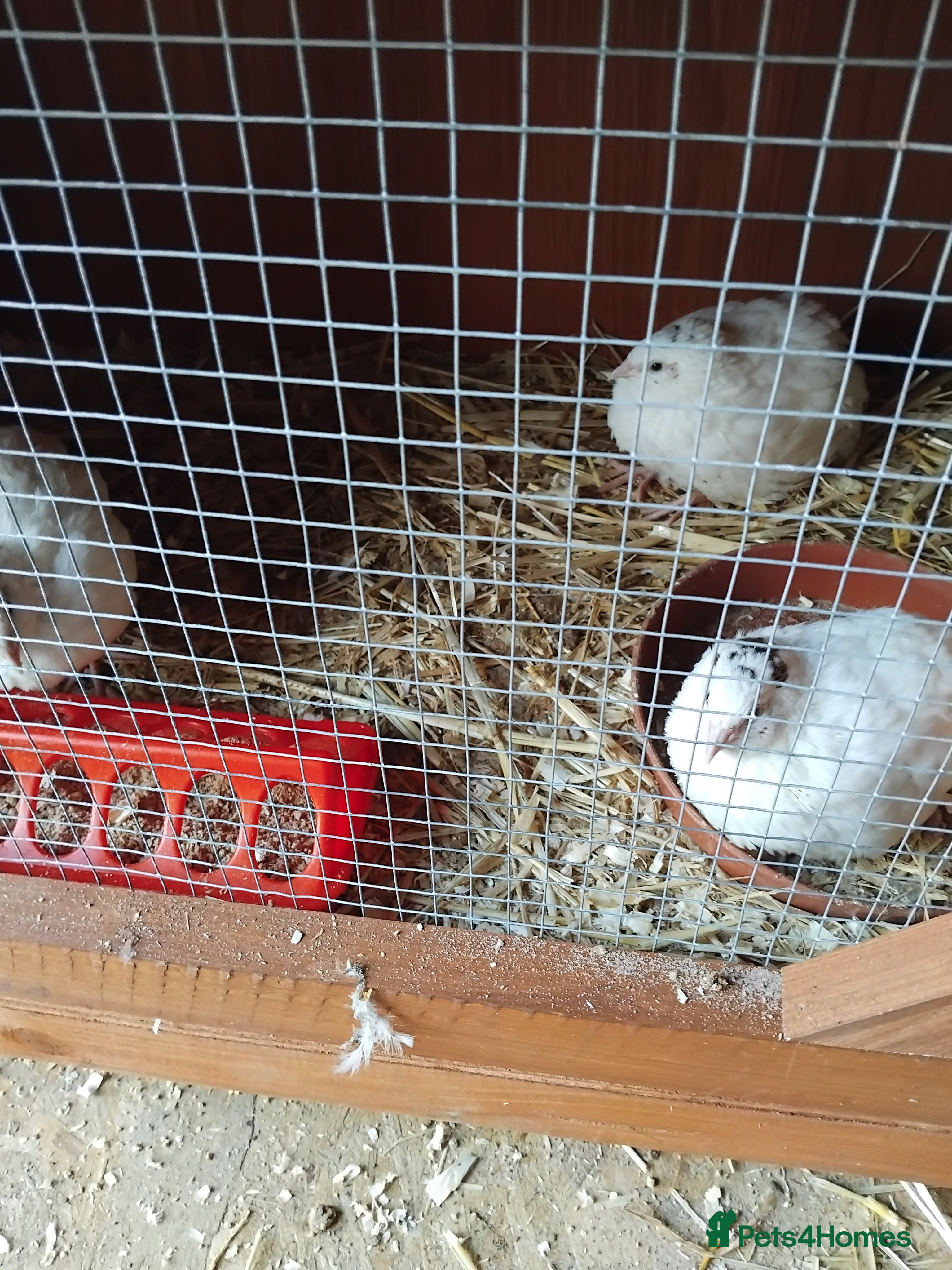 Quail poultry Super jumbo quail - Advert 17