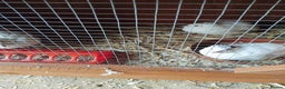 Quail poultry for sale: Super jumbo quail - Advert 1