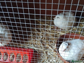 Quail poultry Super jumbo quail - Advert 17