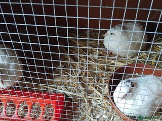 Quail poultry Super jumbo quail - Advert 6