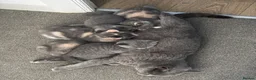 British Shorthair cats for sale: 5 British shorthair kittens for sale - Advert 9