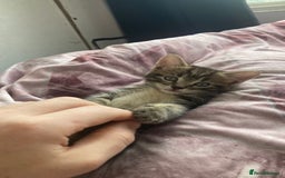 European cats for sale: 4 Cute & Cuddly Kittens Ready For Forever Home - Image 23