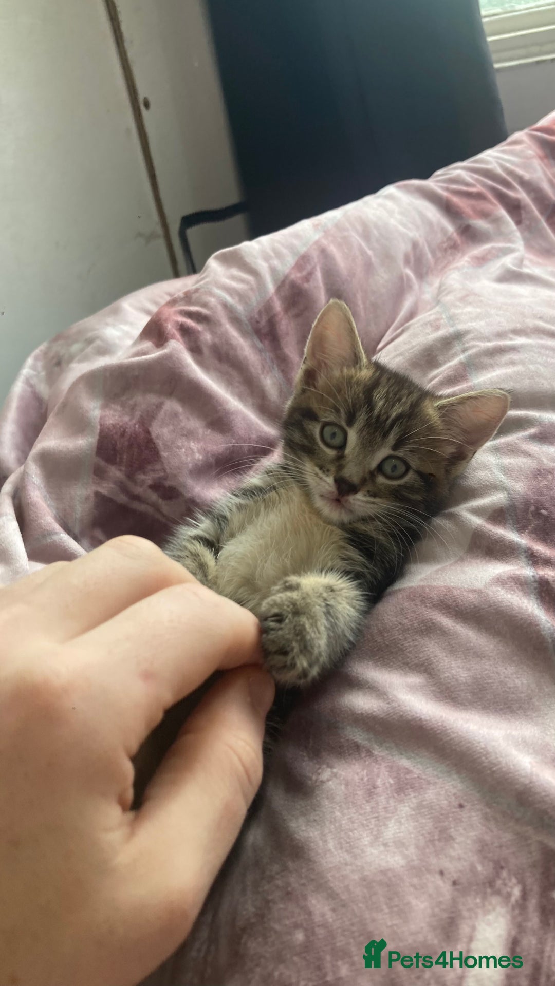 European cats for sale: 4 Cute & Cuddly Kittens Ready For Forever Home - Image 23