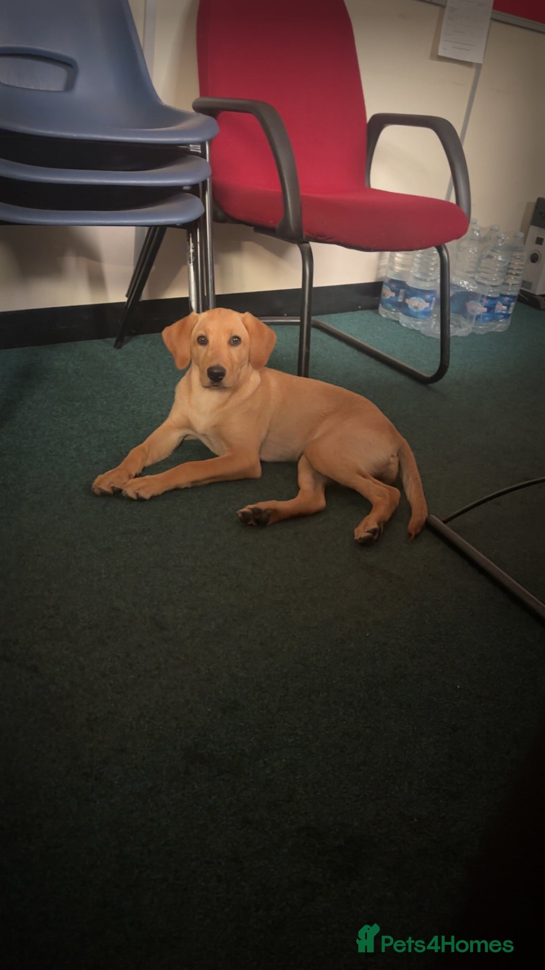 Labrador Retriever dogs for sale: Kc reg health tested home bred labrador puppy - Image 4