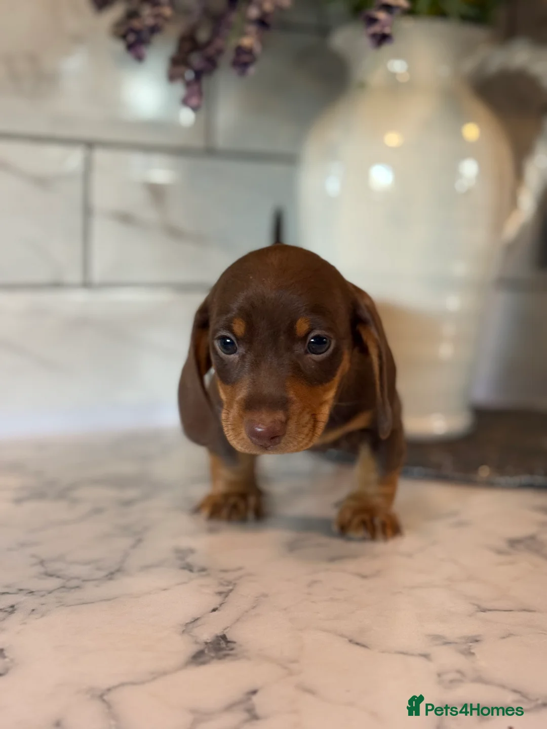 Miniature Dachshund dogs for sale: 🎀 SHOW QUALITY KC REGISTERED MALES AND FEMALES 🎀 - Advert 17
