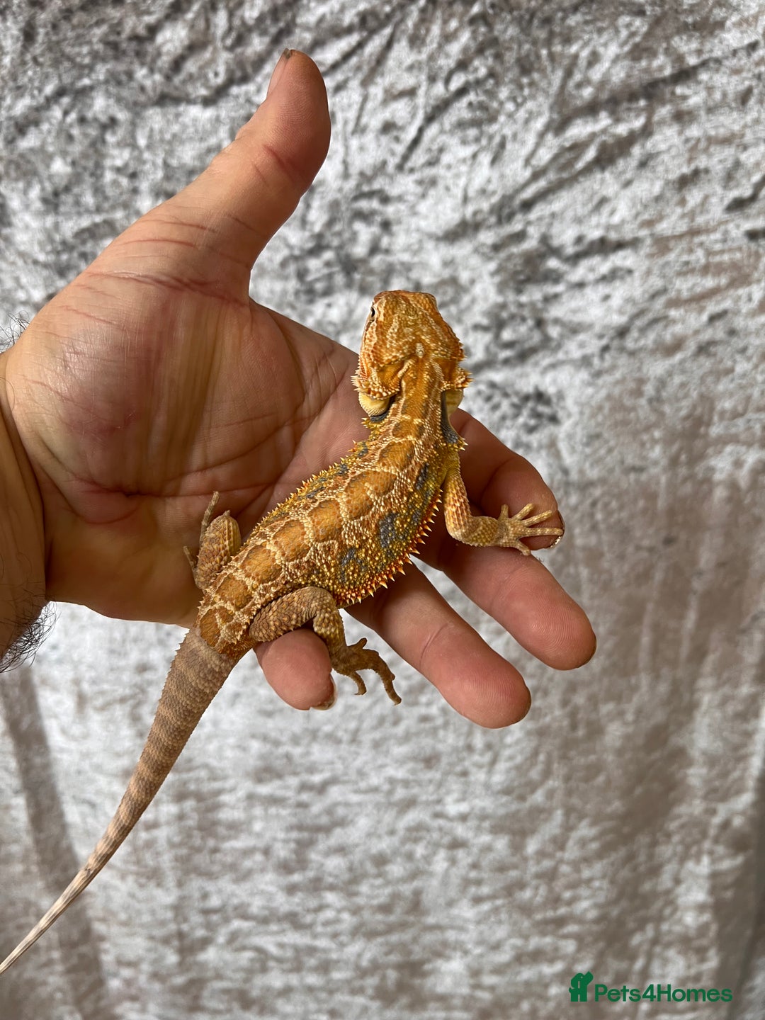 Bearded Dragon reptiles for sale: Hypo Yellow Blue Bar Bearded Dragons - Advert 9