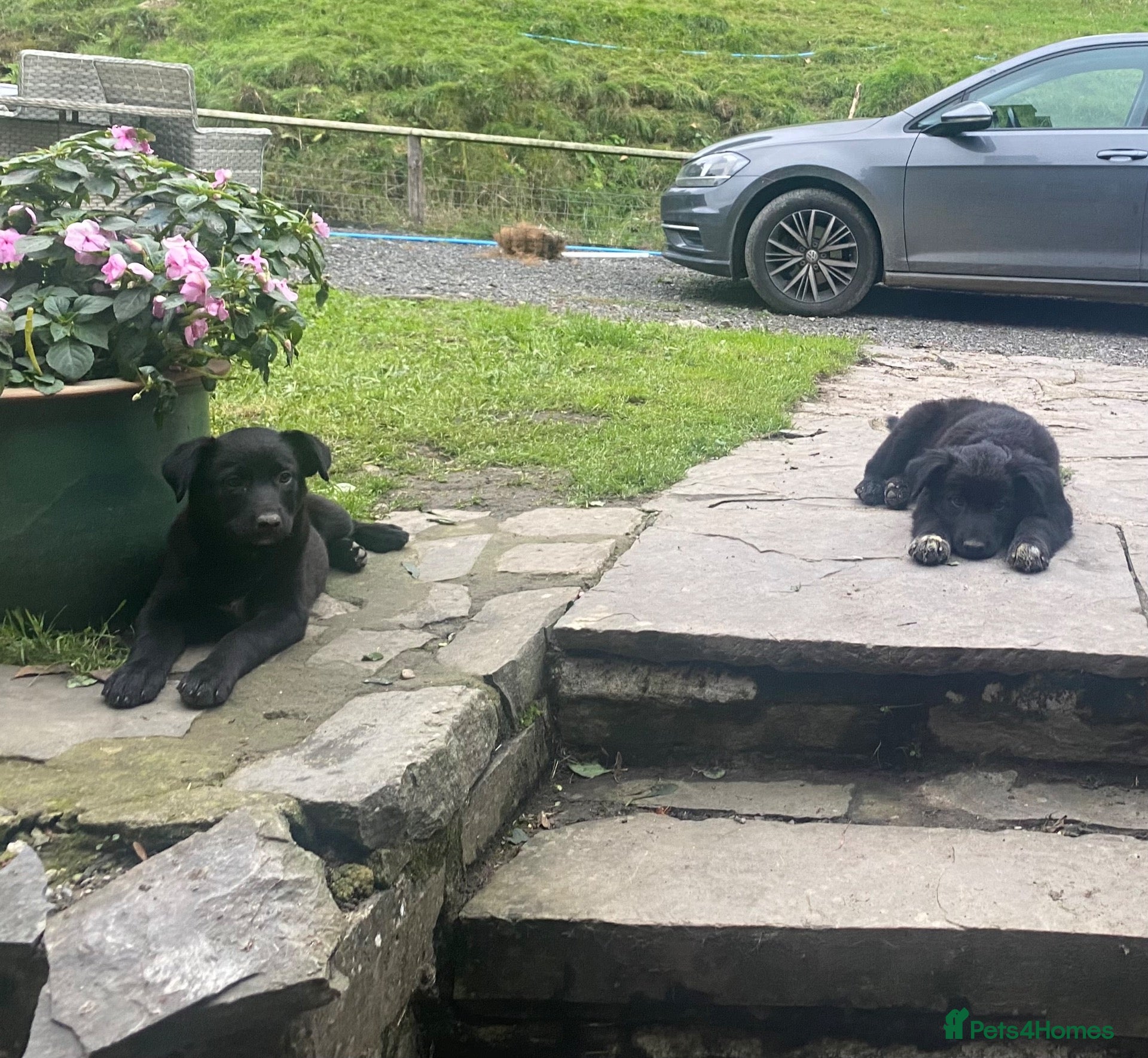Mixed Breed dogs Border Collie X puppies  - Advert 1
