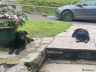 Mixed Breed dogs Border Collie X puppies - Advert 1