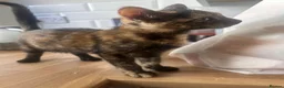 American Shorthair cats for sale: Kittens for sale  in Malpas - Advert 17