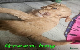 Cockapoo dogs for sale: Beautiful F2 cockapoos  - Image 6