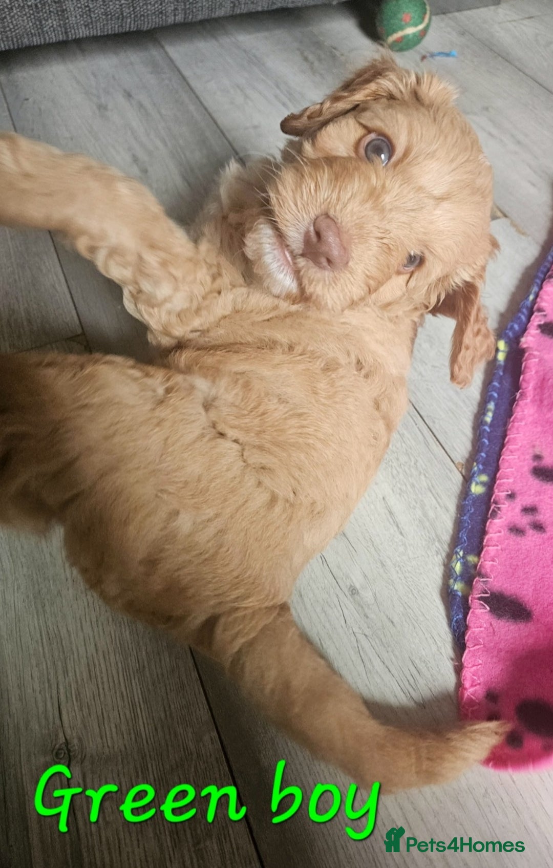 Cockapoo dogs for sale: Beautiful F2 cockapoos  - Image 6