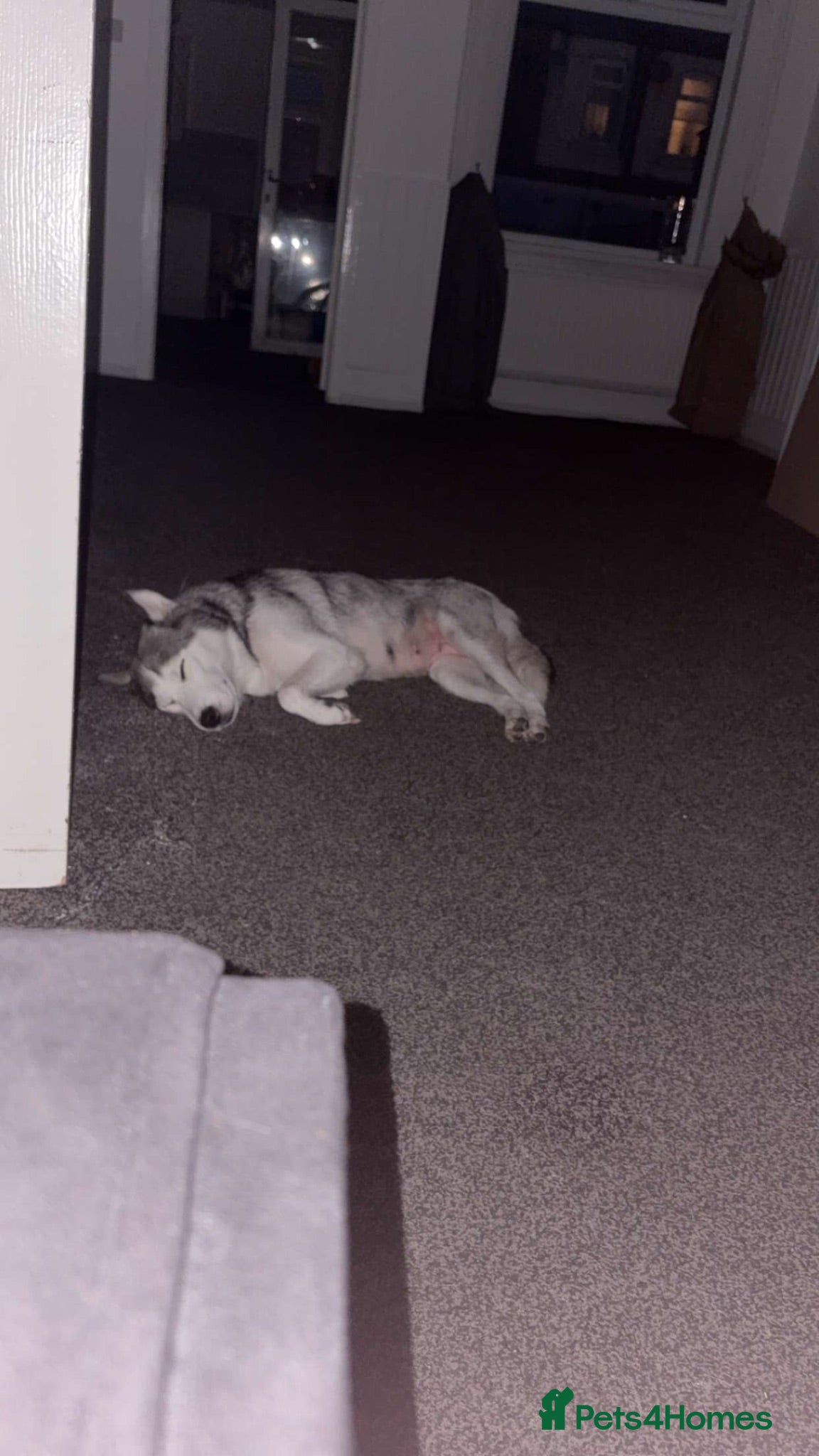 Mixed Breed dogs Labsky pups - Advert 1