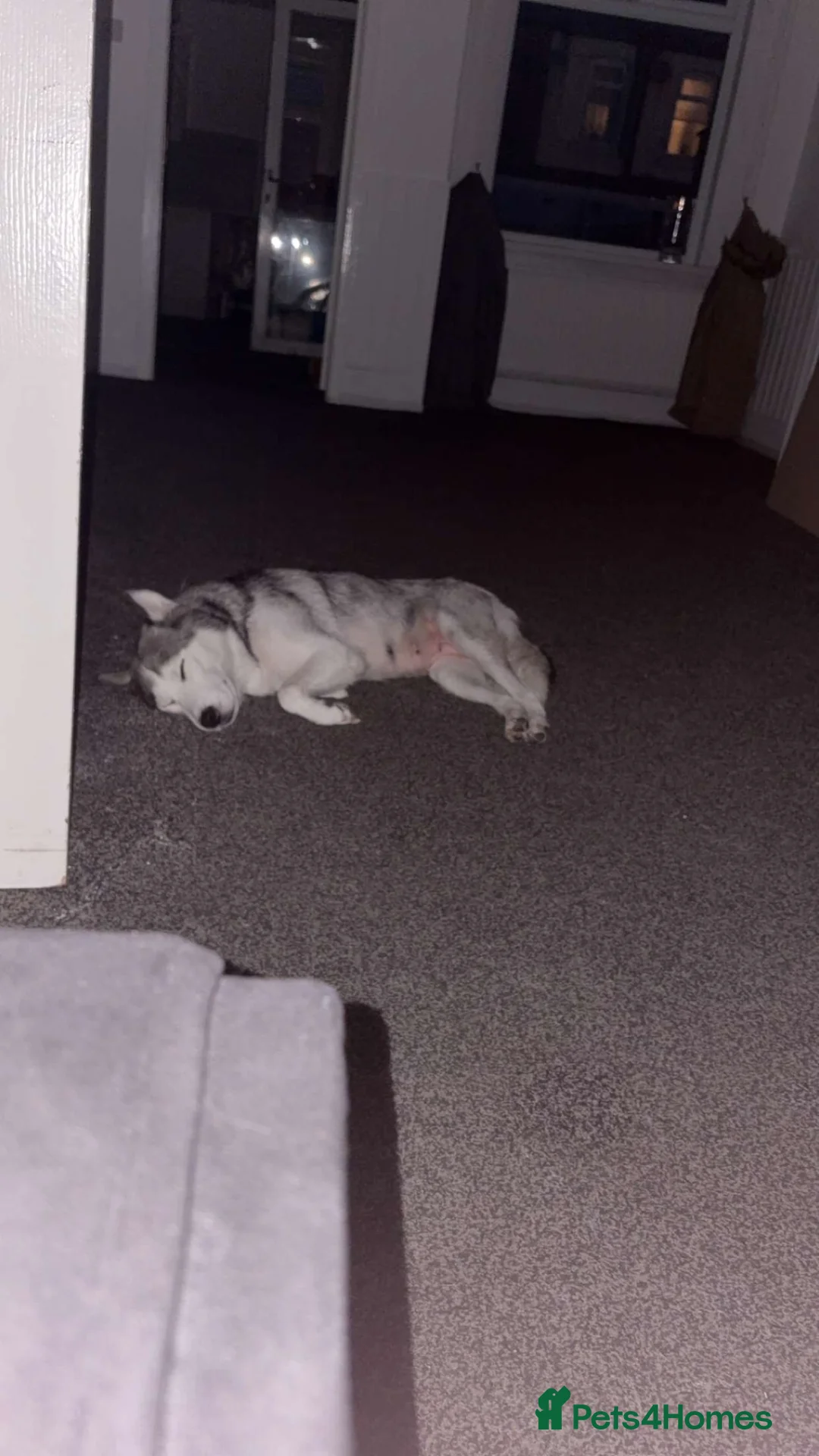 Mixed Breed dogs for sale: Labsky pups in Blackpool - Advert 1