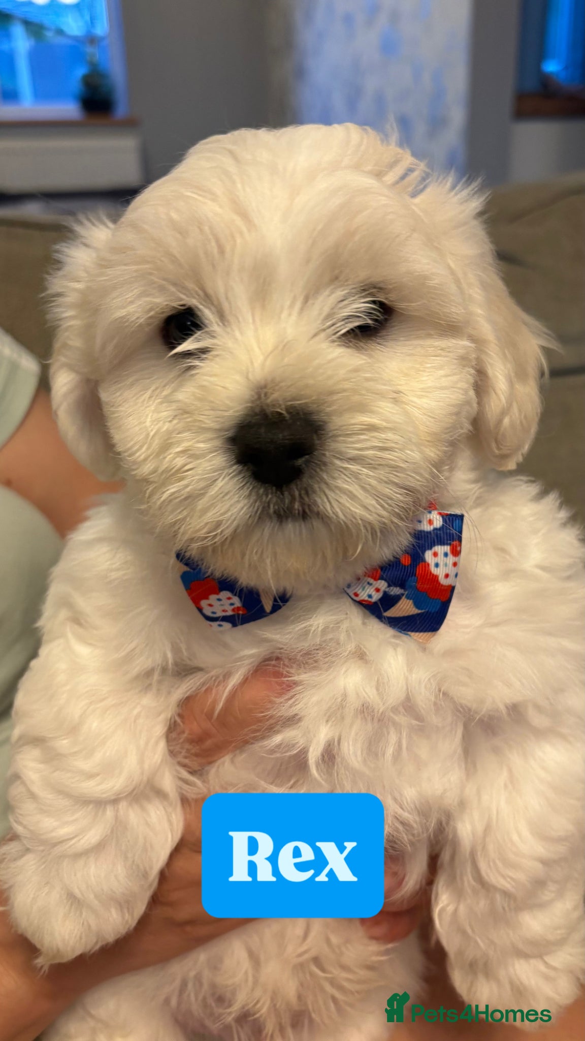 Maltese dogs READY HOME 30.05 only one boy left  - Advert 17